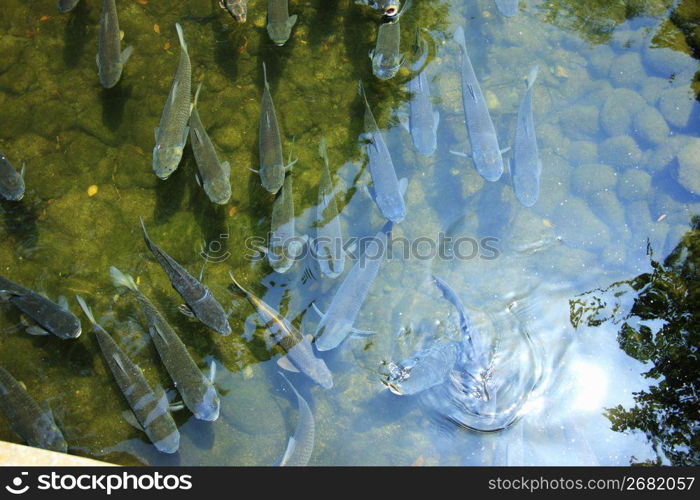 Carp from pond