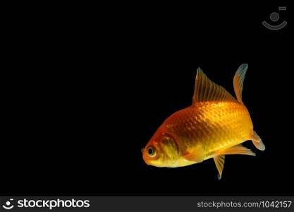 Carp Golden fish