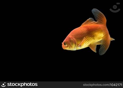 Carp Golden fish