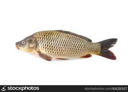 Carp River live fish on a white background.