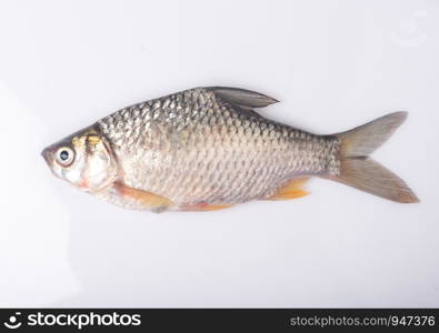 Carp, separated from the background, faithful, fresh water