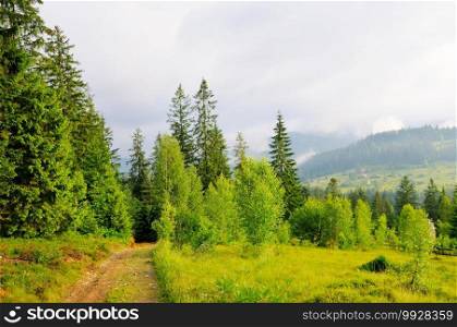 Carpathian forest in summer. Carpathian Mountains, Ukraine