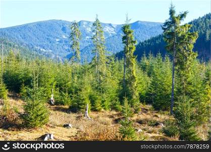 Carpathian mountain autumn landscape with fir forest (Ukraine)