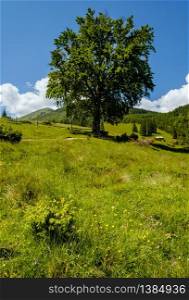 Carpathian mountain summer country landscape with big tree near rural road and blossoming pasture on slope, Ukraine.