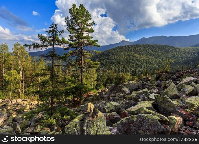 Carpathian Mountain summer landscape with big pine tree, sky with cumulus clouds, fir forest and slide-rocks  Ihrovets, Ukraine .