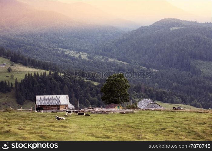 Carpathian mountains rural landscape. Carpathian mountains, Ukraine