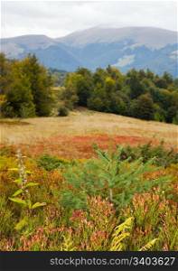 Carpathian Mountains (Ukraine) autumn landscape with whortleberry bushes