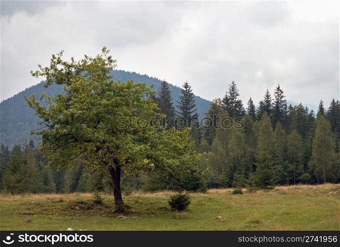 Carpathian Mountains (Ukraine) landscape with apple tree on glade