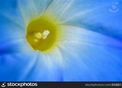 Carpel of blue flower. Close-up beautiful white carpel and blue flower petals of Ipomoea Purpurea or Morning Glory for background