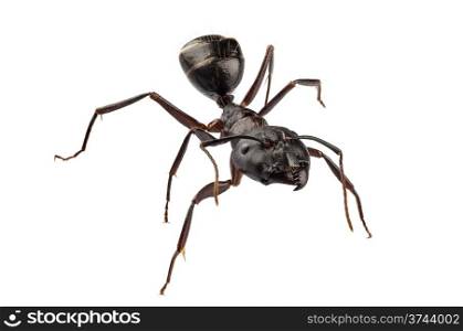 Carpenter Ant species camponotus vagus. Carpenter Ant species camponotus vagus in high definition with extreme focus and DOF (depth of field) isolated on white background with clipping path