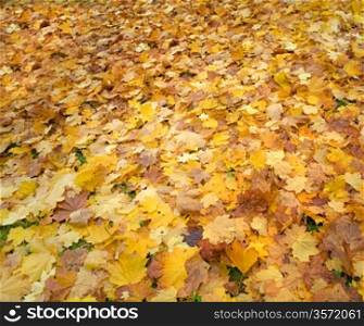 carpet of autumn fallen foliage