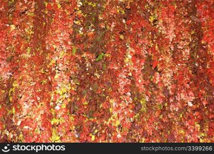 carpet of Autumn foliage yellow, red and green