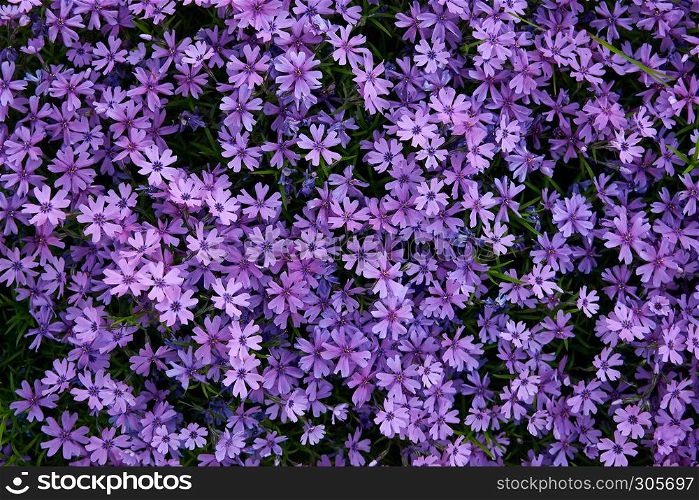 carpet of purple busy lizzie