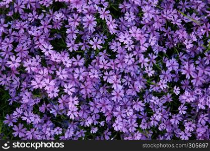 carpet of purple busy lizzie
