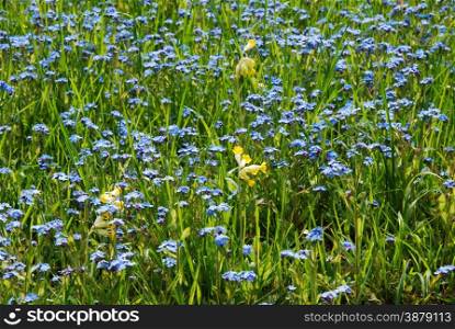 Carpet of shiny forget-me-not and cowslip flowers