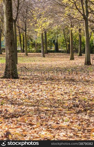 carpet of yellow leaves in the autumn tree in the park