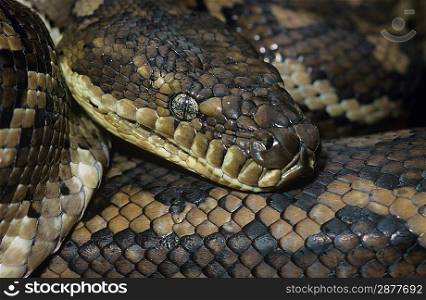 Carpet Python close-up