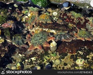 Carpet Sea Star, Patiriella calcar. Carpet Sea Star, Patiriella calcar, in its natural habitat
