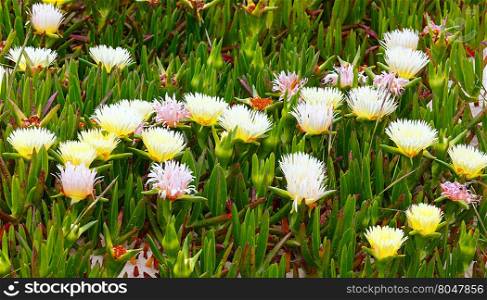 Carpobrotus (known as pigface, ice plant) with white large daisy-like flowers closeup.