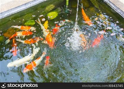 Carps in pond with spring.