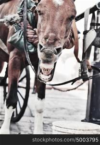carriage bay horse in Santo Domingo, Dominican Republlic