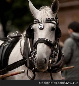 Carriage Horse outside Central Park in Manhattan, New York City, U.S.A.