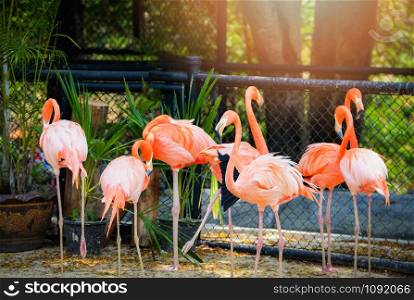 Carribbean flamingo bird farm / Group of orange Greater Flamingo birds in the wildlife sanctuary