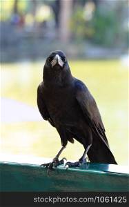 Carrion Crow black bird standing on fence / Corvus corone