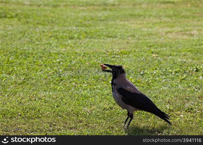Carrion crow on the green meadow