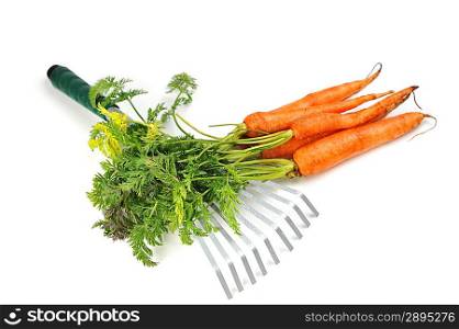 carrot and gardening tools:metal rake