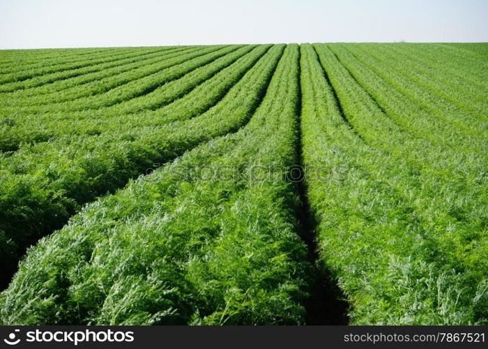 Carrot field