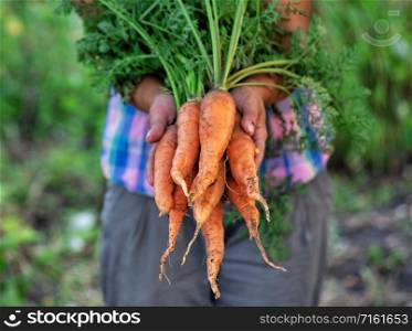 Carrot from the garden in the hands of a woman farmer. The concept of ecological product, healthy nutrition and harvest. Carrot from garden in hands of woman farmer
