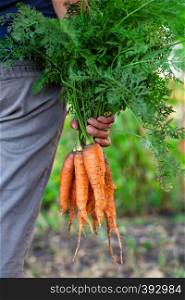 Carrot harvest in the hand of a woman farmer. A woman standing with her back is holding a bunch of torn carrots. The concept of harvest and gardening. Carrot harvest in hand of woman farmer