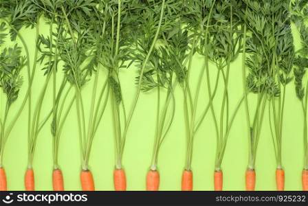 Carrot isolated on bright green background. Top view on bunch of carrots with tops.. Carrot isolated on bright green background. Top view on bunch of carrots. Copy space