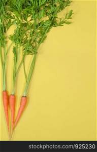 Carrot isolated on bright yellow background. Top view on bunch of carrots. Copy space. Carrot isolated on bright yellow background.