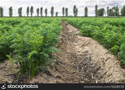 Carrot plantation. Growing carrots in rows. Gig industrial carrot farm.