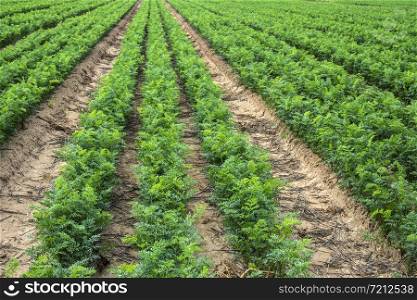 Carrot plantation. Growing carrots in rows. Gig industrial carrot farm.