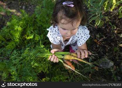 Carrots from small organic farm. Kid farmer hold multi colored carrots in a garden. Concept for bio agriculture.