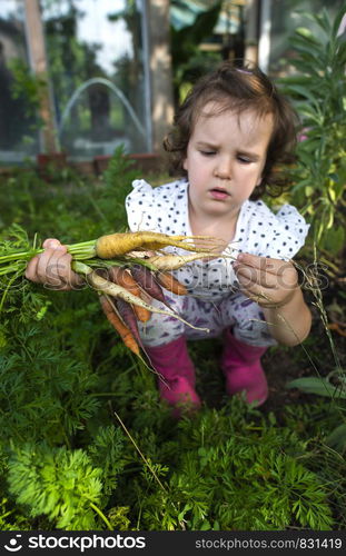 Carrots from small organic farm. Kid farmer hold multi colored carrots in a garden. Concept for bio agriculture.