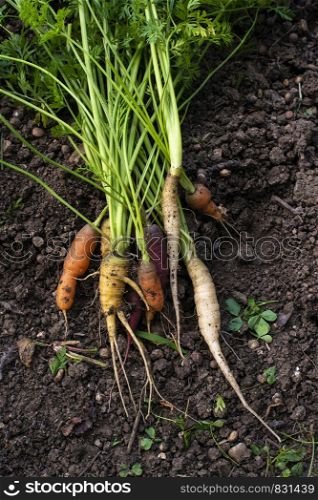 Carrots from small organic farm. Woman Multi colored carrots in a garden.
