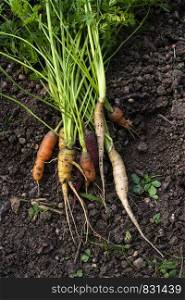 Carrots from small organic farm. Woman Multi colored carrots in a garden.