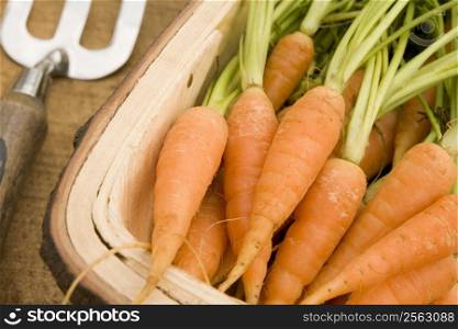 Carrots in a Wooden Trug