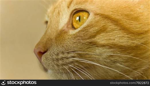 Carroty cat
