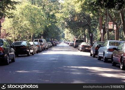Cars Parked Along a Tree-Lined Street