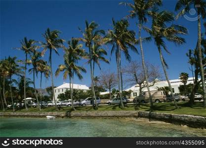Cars parked near the palm trees at a beach, Bermuda