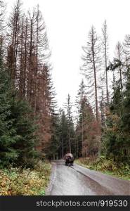 cart on wet asphalt road in forest at autumn. morske oko, Europe. cart on wet asphalt road in forest at autumn. morske oko, Poland, Europe