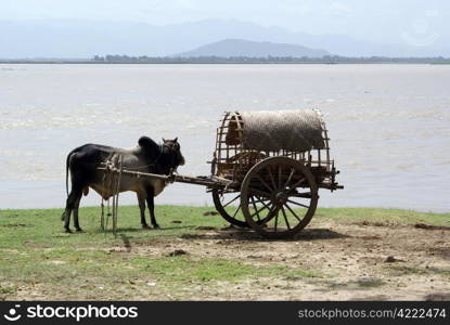 Cart with cow near the river inb Mingun, Mandalay, Myanmar