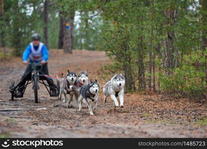 Carting dog mushing race. Husky sled dog pulling the cart. Dryland crosscountry mushing autumn competition.. Carting dog mushing race