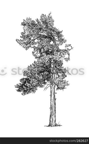 Cartoon doodle drawing illustration of old pine conifer or coniferous tree.. Cartoon Drawing of Pine Conifer Tree