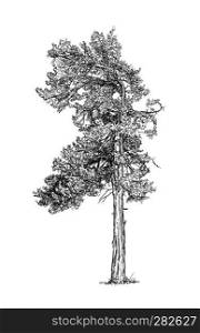 Cartoon doodle drawing illustration of old pine conifer or coniferous tree.. Cartoon Drawing of Pine Conifer Tree